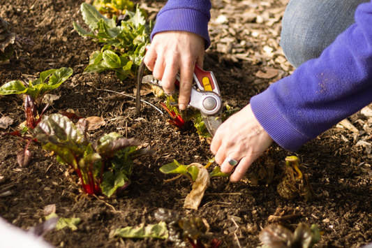 Supporting regional farmers