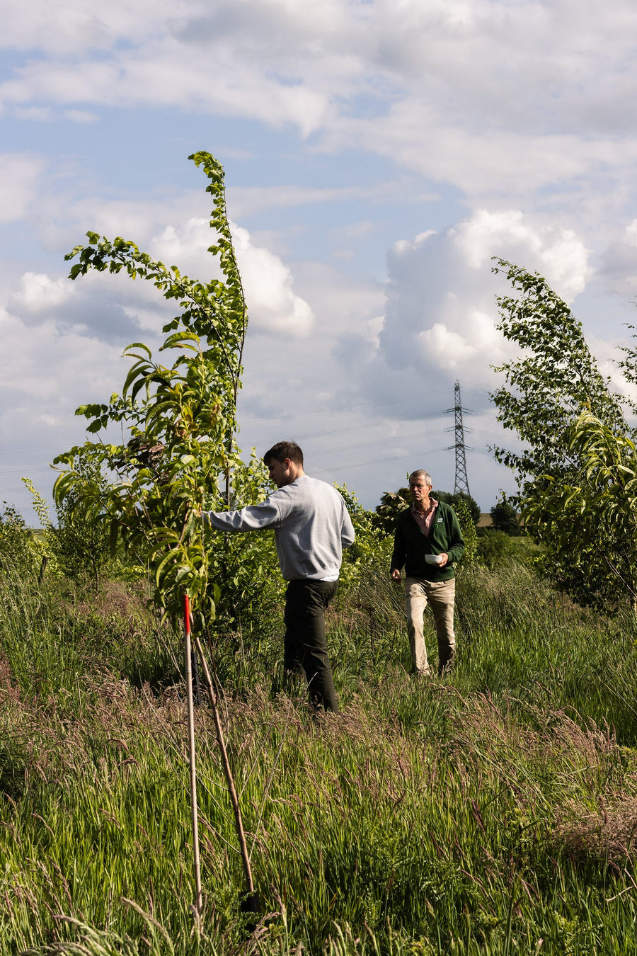 Mensen lopen tussen jonge bomen in het voedselbos