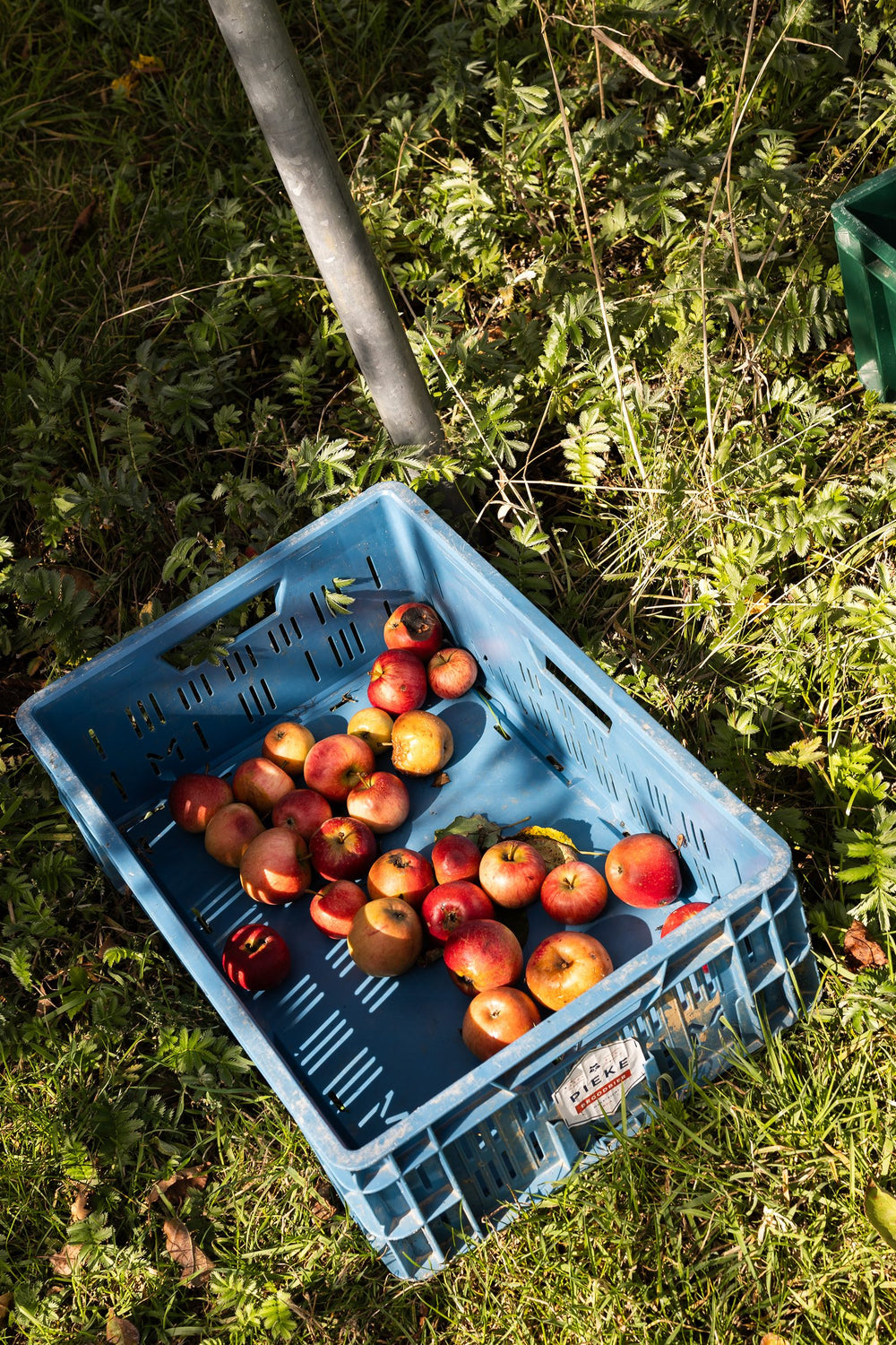 Een krat met geplukte appels in het gras