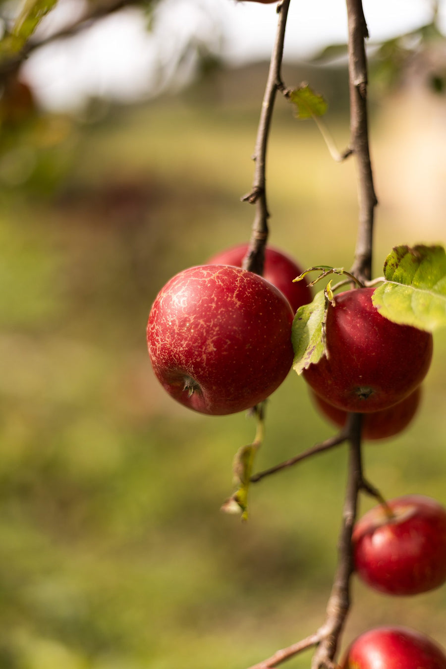 Rode appels aan een tak in het voedselbos