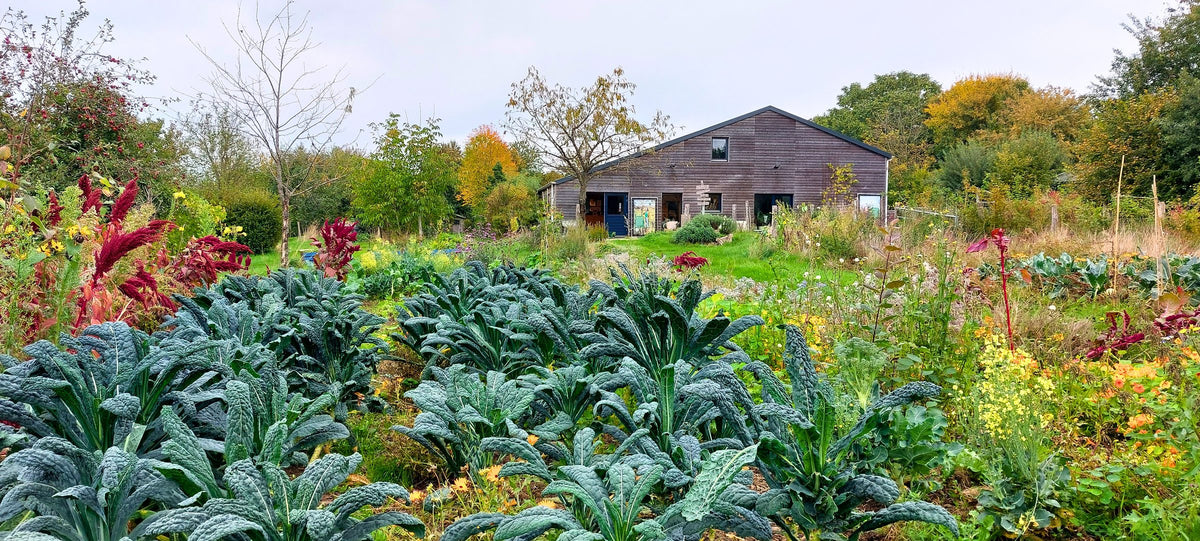 Het erf van Lubosch Land met de donkere schuur achter bedden vol boerenkool en bloemen