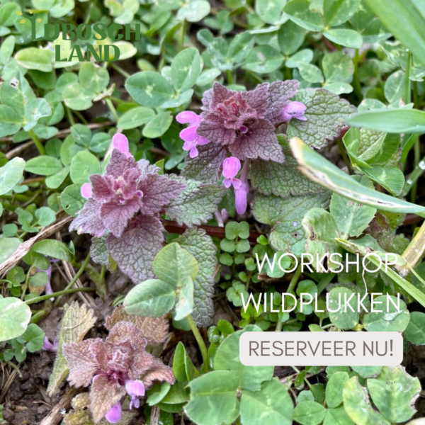 wildpluk workshops